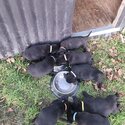 black lab x pups looking for homes -5