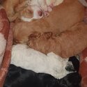 Spoodle Pups-1