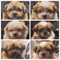 Malshi puppies-1