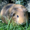 Gorgeous Female Guinea pig, 2 years old-0