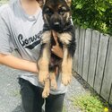 German shepherd puppies-3