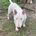 Bull Terrier -0