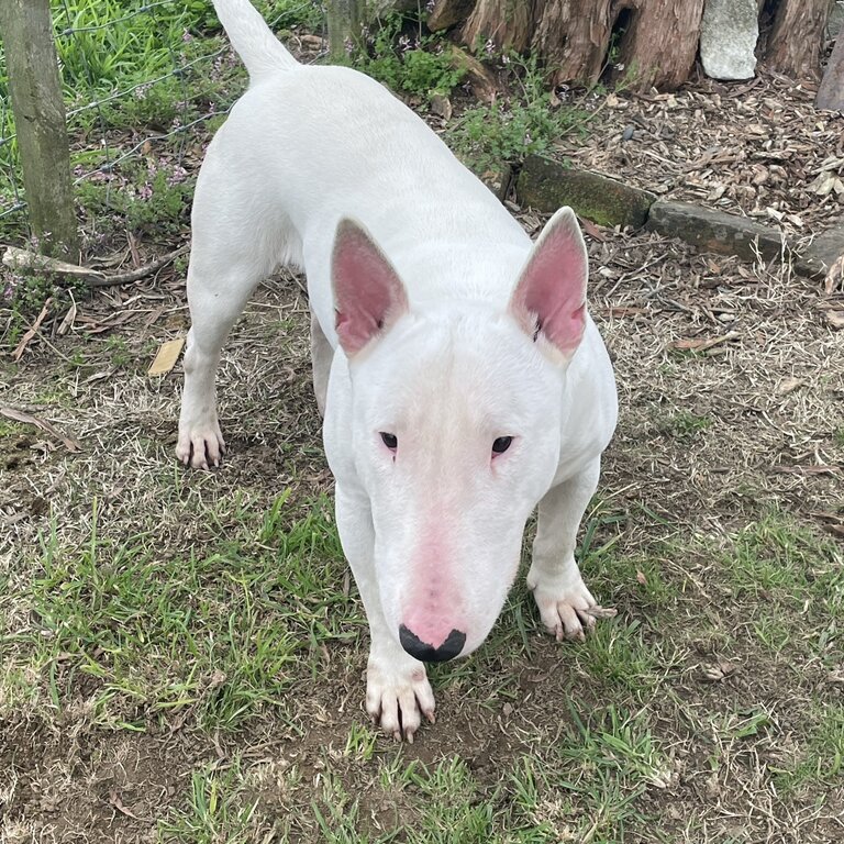 Bull Terrier 