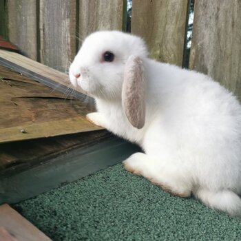 BABY RABBITS