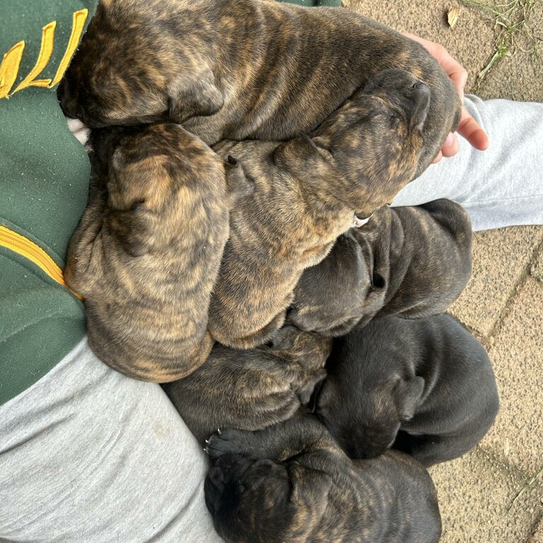 Selling my 6weeks old puppies.