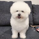 Free Bichon Frise for a good new home-1