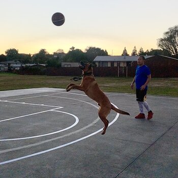 Friendly dog just need to play all the time even with other dogs.