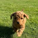 RED Toy Cavoodle puppies -2