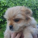 Beautiful boy puppy for sale-1