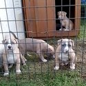 Pups ready for forever homes-0