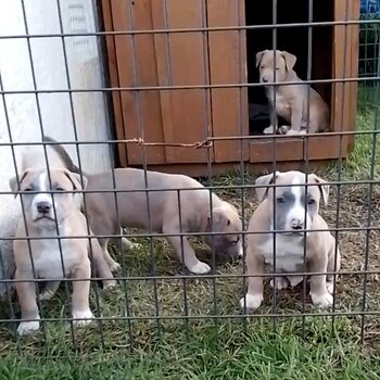 Pups ready for forever homes