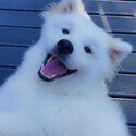 Samoyed needing to be rehomed -2