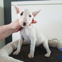 We have a beautiful litter of 8  Bull Terrier puppies that are now ready-0