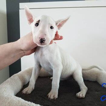 We have a beautiful litter of 8  Bull Terrier puppies that are now ready