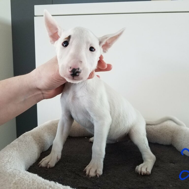 We have a beautiful litter of 8  Bull Terrier puppies that are now ready