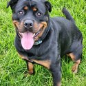 Rottweiler bitch for sale-1