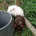 Guinea pigs for Adoption -3