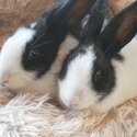 Giant PureBreed Baby Rabbits -2