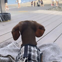 Cute Pured Daschund -3