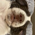 English Springer spaniël puppy for sale-0