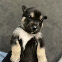 🐾 **Adorable Huskador &amp; Labsky Puppies Available!** 🐾-3