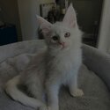 Maine Coon  Kittens for adoption male and female potty trained -1