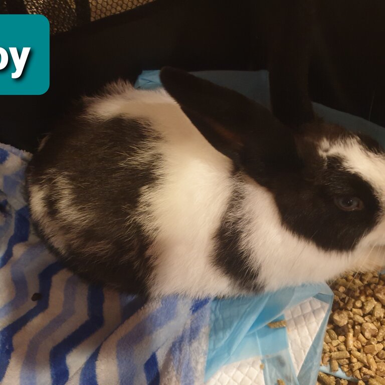 Giant PureBreed Baby Rabbits 