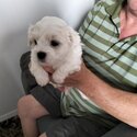 Maltese shih puppies -3