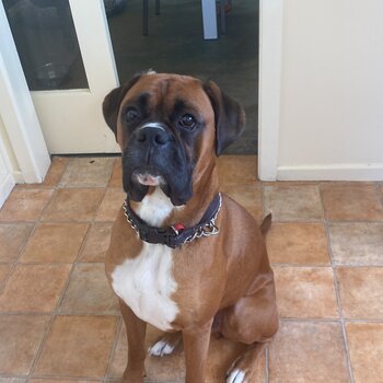 Male boxer