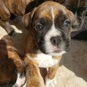 Stunning fawn Boxer puppies for rehoming -4