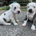 American bulldog puppies-1