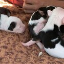 amstaff pups-1