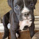 Stunning fawn Boxer puppies for rehoming -2