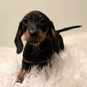 Dachshund puppies for sale -0