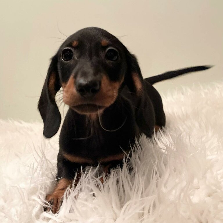 Dachshund puppies for sale 