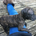 Mastiff/American Bull Dog Cross pups 8 wks Brindles-3