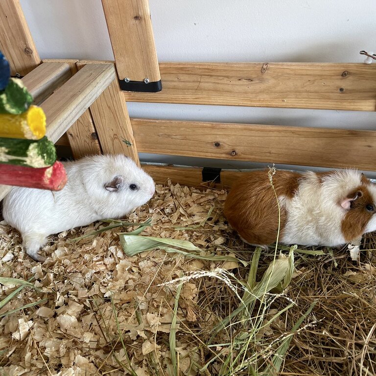 2 female Guinea pigs