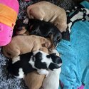 Cavoodle puppies -3