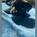 Pitbull puppy-1