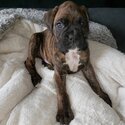 Stunning fawn Boxer puppies for rehoming -3