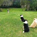 Pure Bred Border Collie Puppies - Red/white &amp; Black/white-4