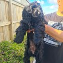 Female English cocker spaniel puppy -3