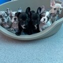 FRENCHIE PUPS-1