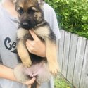 German shepherd puppies-5