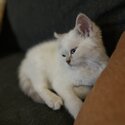 Persian x kitten-0