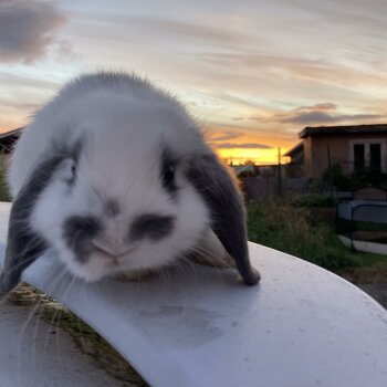 2 baby minilop bunnys