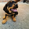 Pure breed rottweiler puppys -4