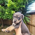 Rottweiler X Labrador Puppies-1