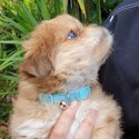 Beautiful boy puppy for sale-5