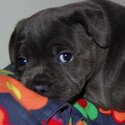 Female Blue Staffy(READ ADVERT CAREFULLY PLEASE, PEOPLE AREN'T READY!!)-0